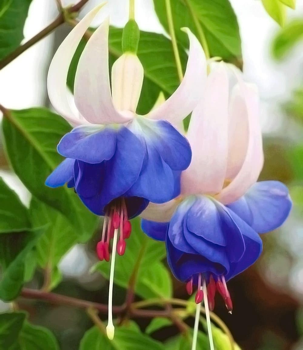 baldur-garten-3x-winterharte-fuchsie-blue-sarah-im-9x9-cm-topf image 1