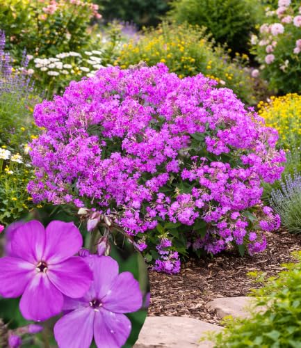 baldur-garten-phlox-js-queen-paola-2x-hoher-stauden-phlox-im-9x9-cm-topf-60-cm image 3