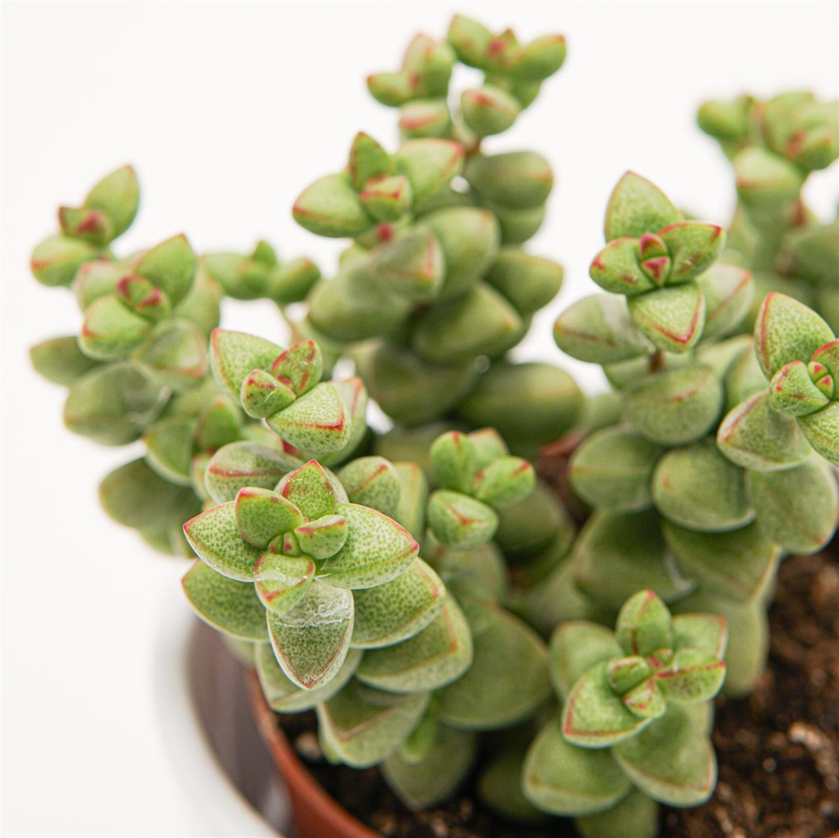pasiora-crassula-brevifolia-dickblatt-sukkulente-8-5cm image 3