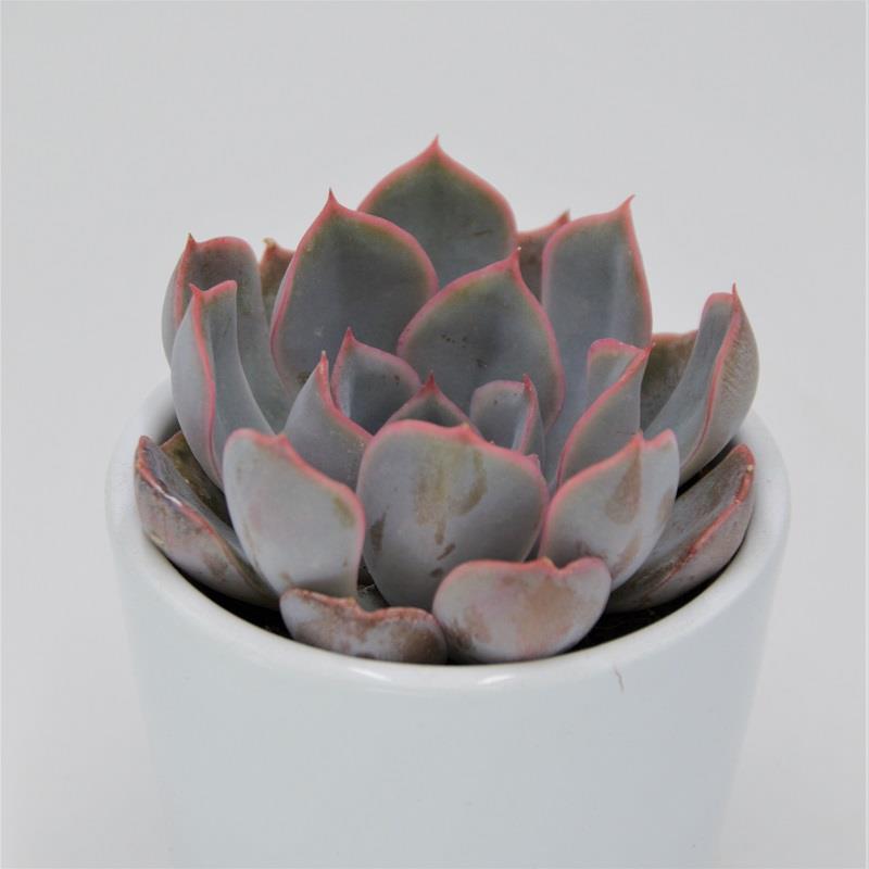 pasiora-echeveria-orion-sukkulente-6cm image 1