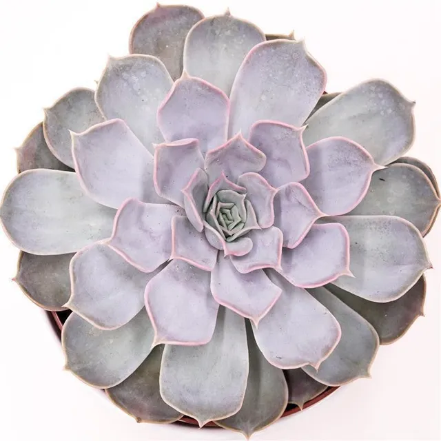 pasiora-echeveria-lilacina-sukkulente-17cm-rosette image 1