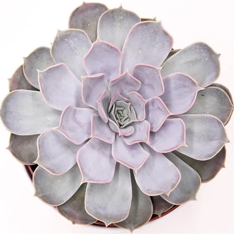 pasiora-echeveria-lilacina-sukkulente-17cm-rosette image 1