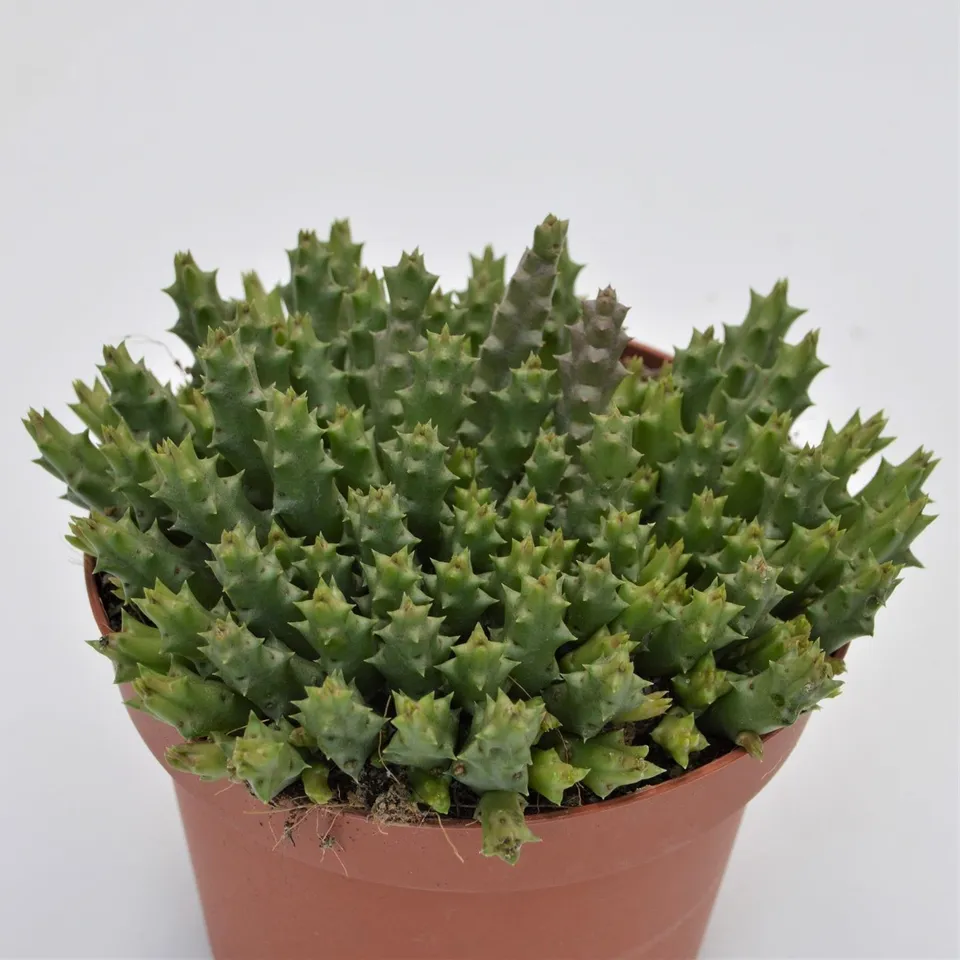 pasiora-orbea-variegata-aasblume-sukkulente-13-cm image 1