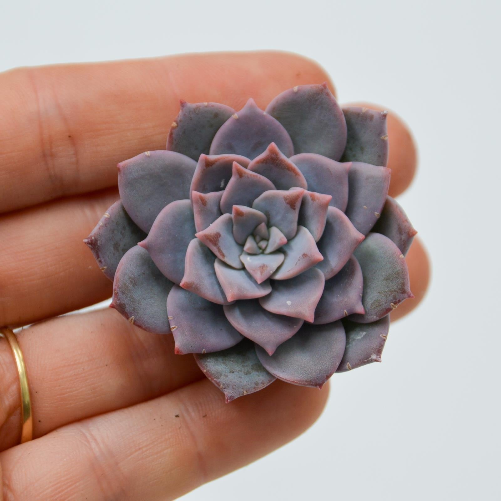 pasiora-graptoveria-milky-way-steckling-sukkulenten-cutting image 1