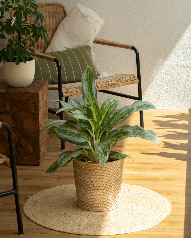 feey-aglaonema-emerald-stone-zimmerpflanze-mittel image 4