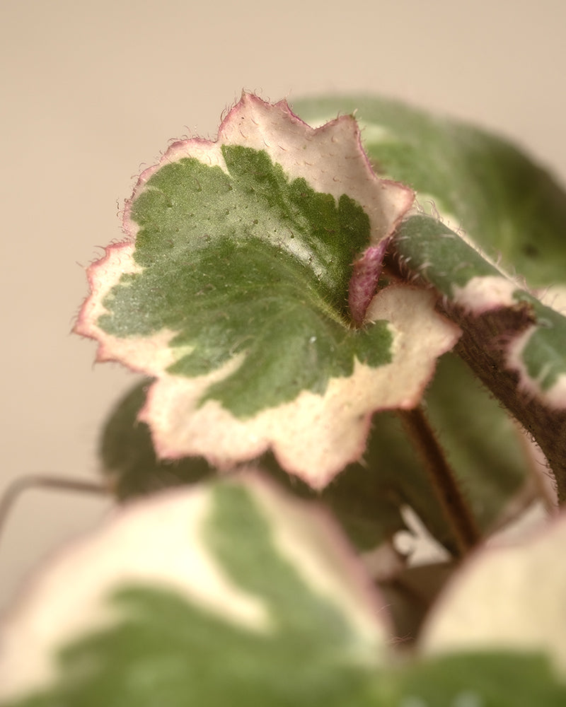 feey-rosa-babypflanzen-6er-set-zimmerpflanzen image 7