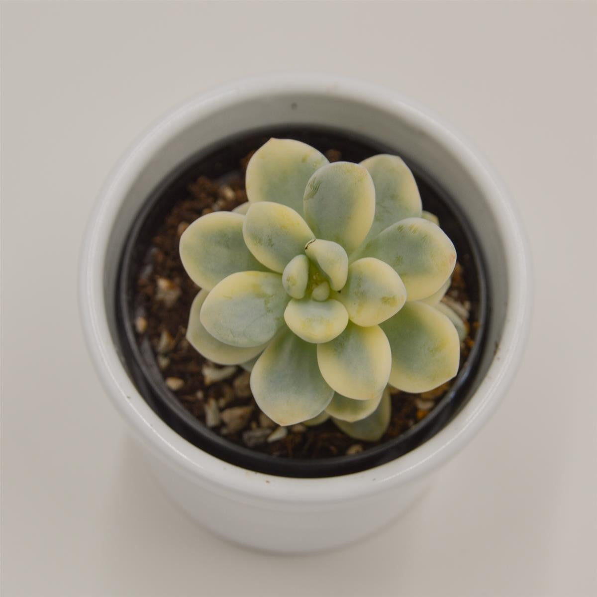 pasiora-sedum-clavatum-f-variegata-sukkulente-6-cm image 1