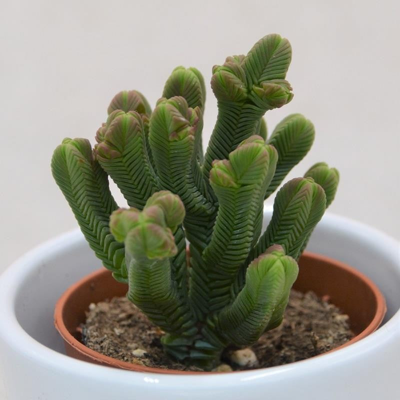 pasiora-crassula-quadrangularis-sukkulente-5-5-cm-topf image 1