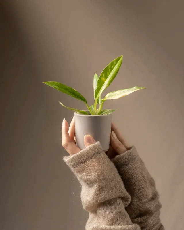 feey-philodendron-ring-of-fire-babypflanze-rarit-t image 1