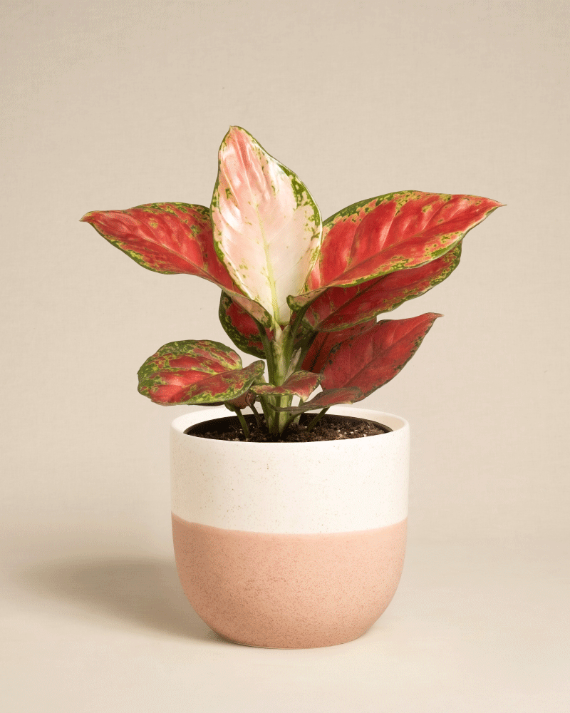 feey-aglaonema-cayenne-red-zimmerpflanze image 8