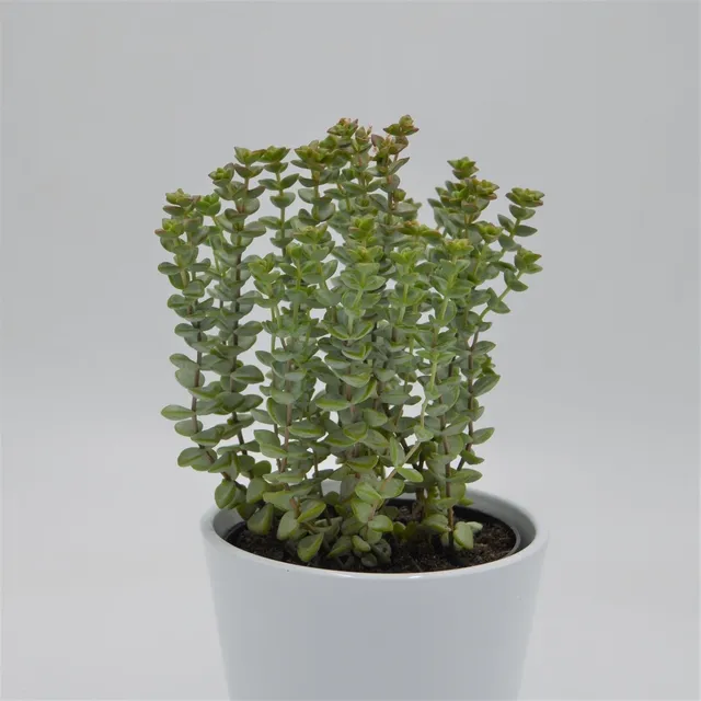 pasiora-crassula-brevifolia-sukkulente-12cm image 1