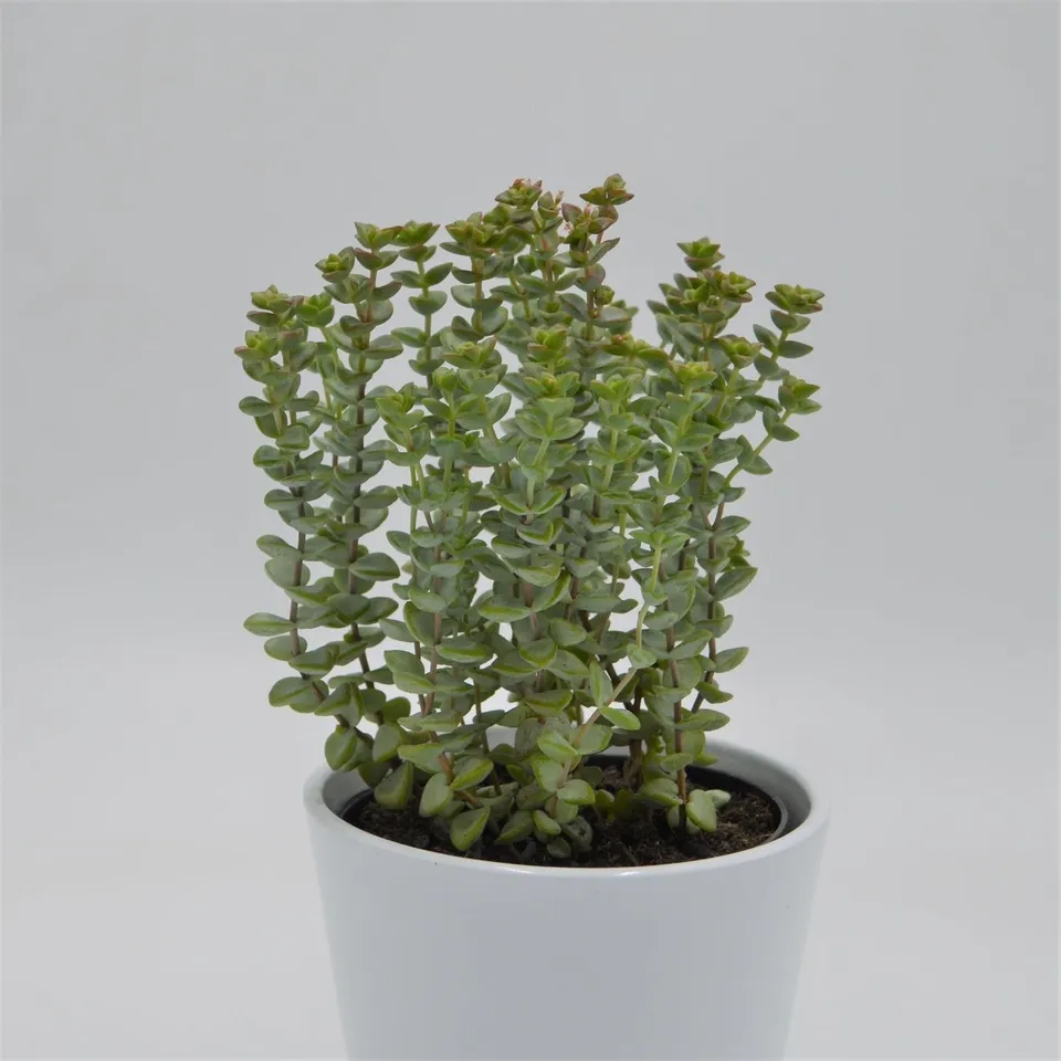 pasiora-crassula-brevifolia-sukkulente-12cm image 1