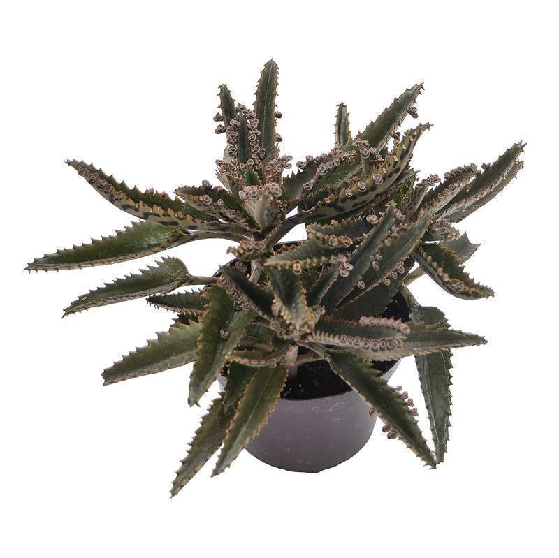 pasiora-kalanchoe-daigremontiana-brutblatt-12-cm-topf image 2