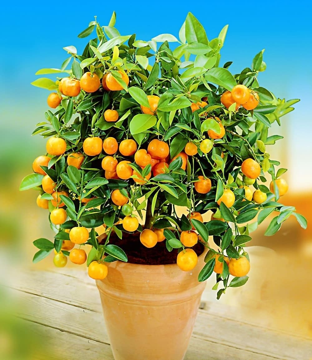 baldur-garten-zitronen-orangenbaum-2er-set-citruspflanzen-im-12-cm-topf image 3