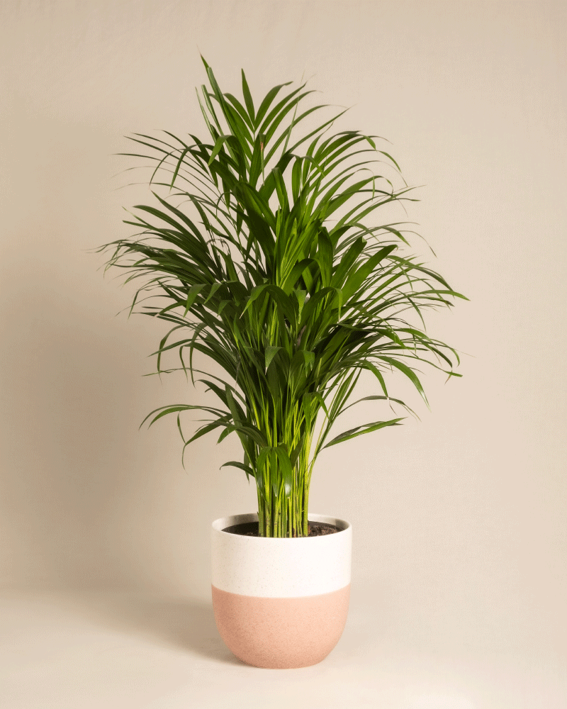 feey-goldfruchtpalme-areca-palme-gro image 5