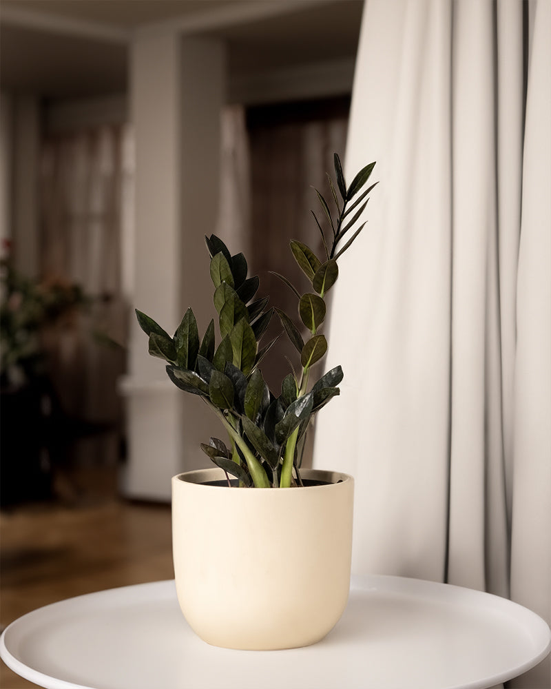 feey-schwarze-gl-cksfeder-zamioculcas-raven-zimmerpflanze image 4