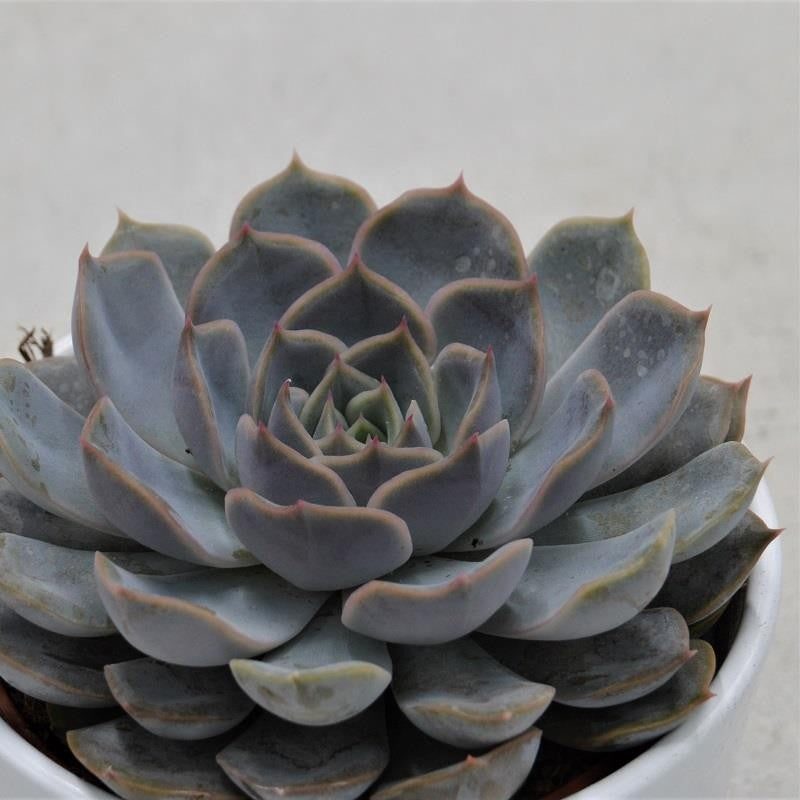 pasiora-echeveria-orion-sukkulente-10-5-cm image 1