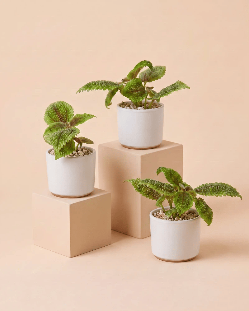 feey-baby-pilea-moon-valley-3er-set image 7