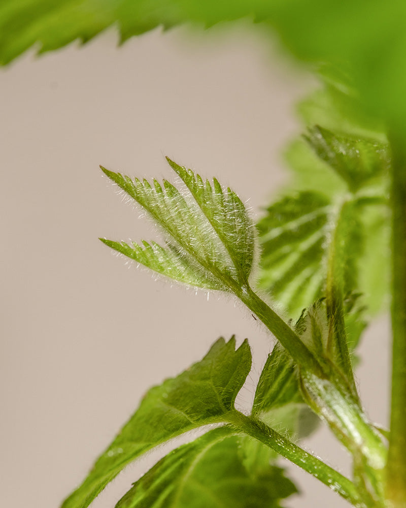 feey-brombeere-black-satin-rubus-fruticosus image 7