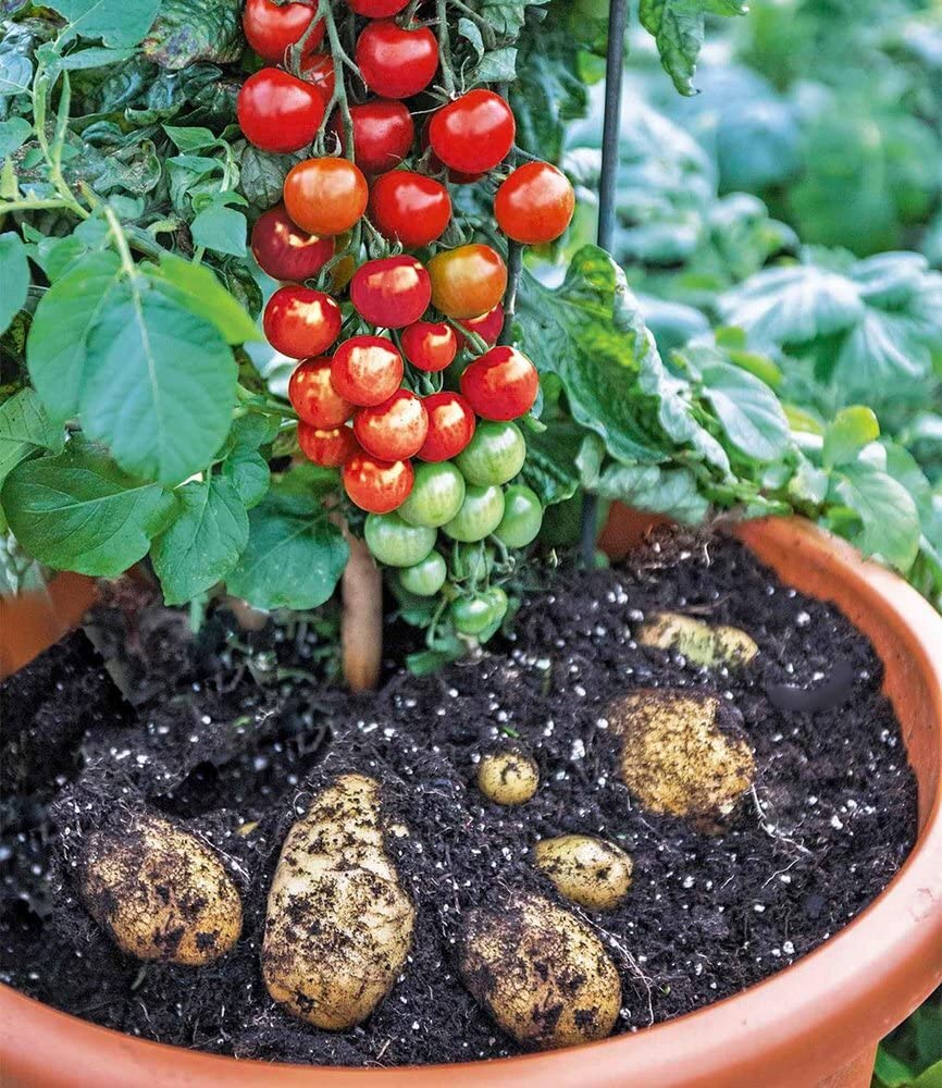 baldur-garten-tomtato-tomoffel-tomaten-kartoffel-pflanze-10-5-cm-topf image 4