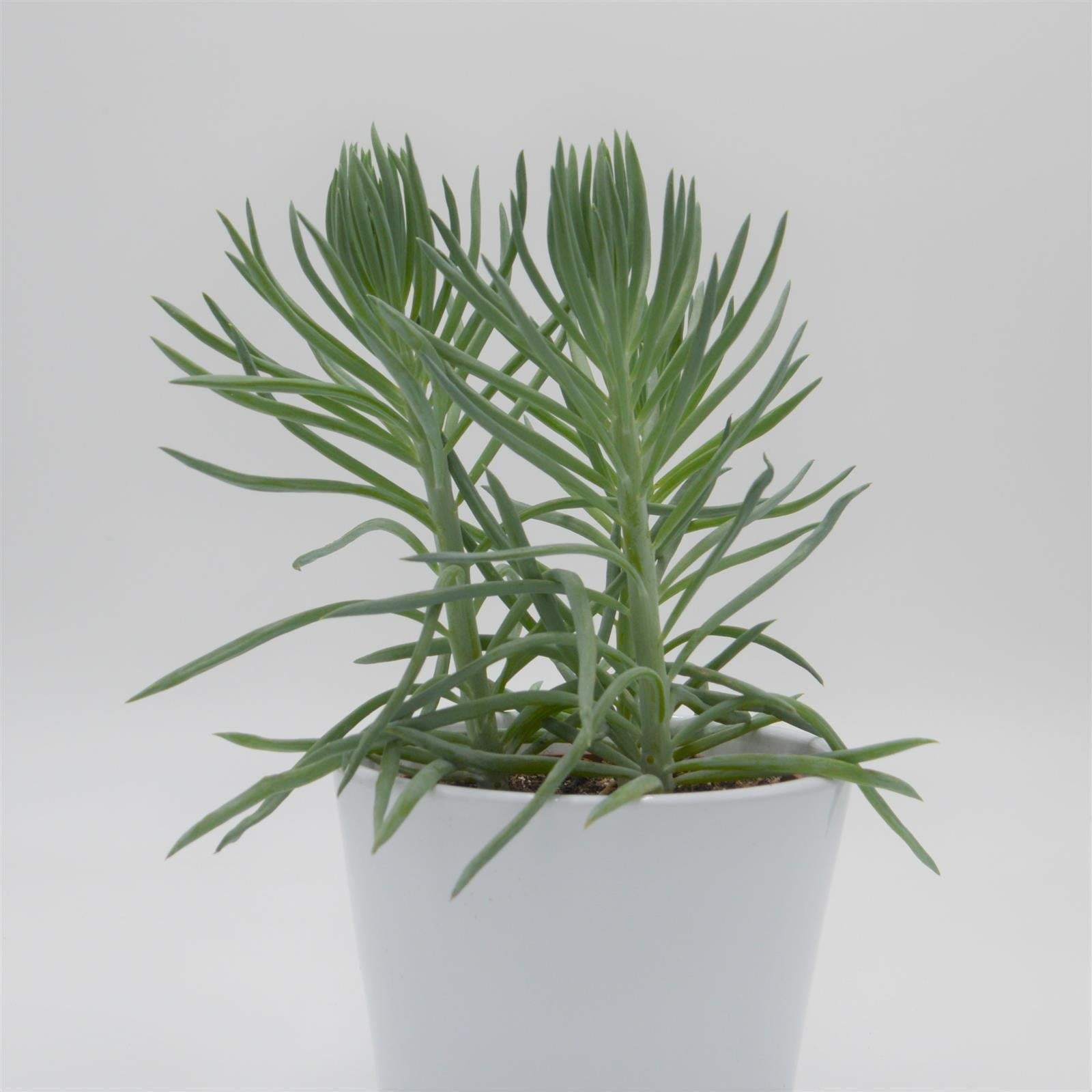 pasiora-senecio-ficoides-sukkulente-10-5cm-topf image 1