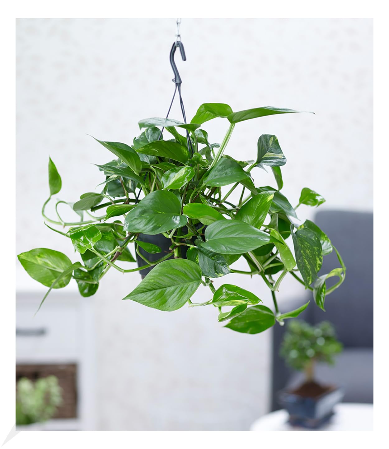 baldur-garten-h-ngepflanze-efeutute-epipremnum-im-15-cm-h-ngetopf image 1