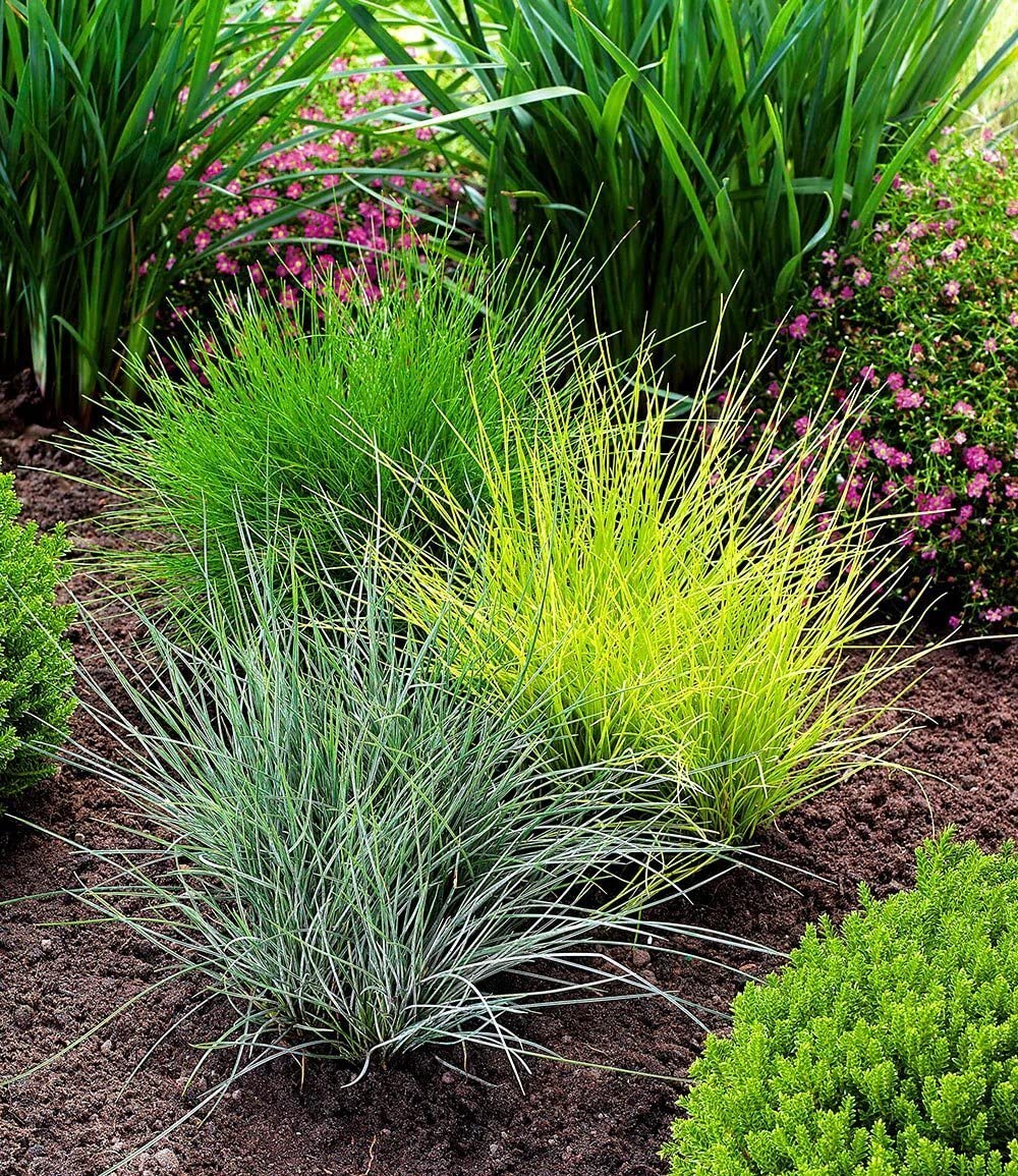 baldur-garten-9er-winterhartes-gr-serbeet-9-pflanzen-im-9x9-cm-topf image 5