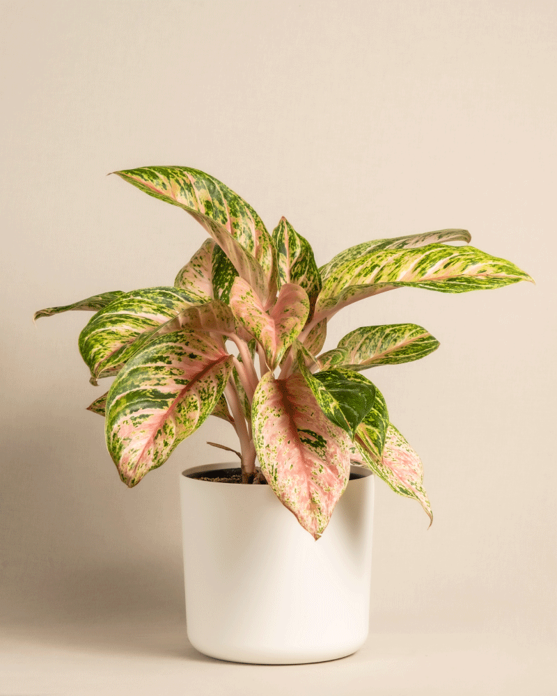 feey-aglaonema-cocomelon-kolbenfaden-mittlere-zimmerpflanze image 8