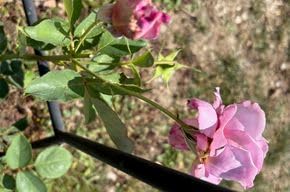 Gute Rose