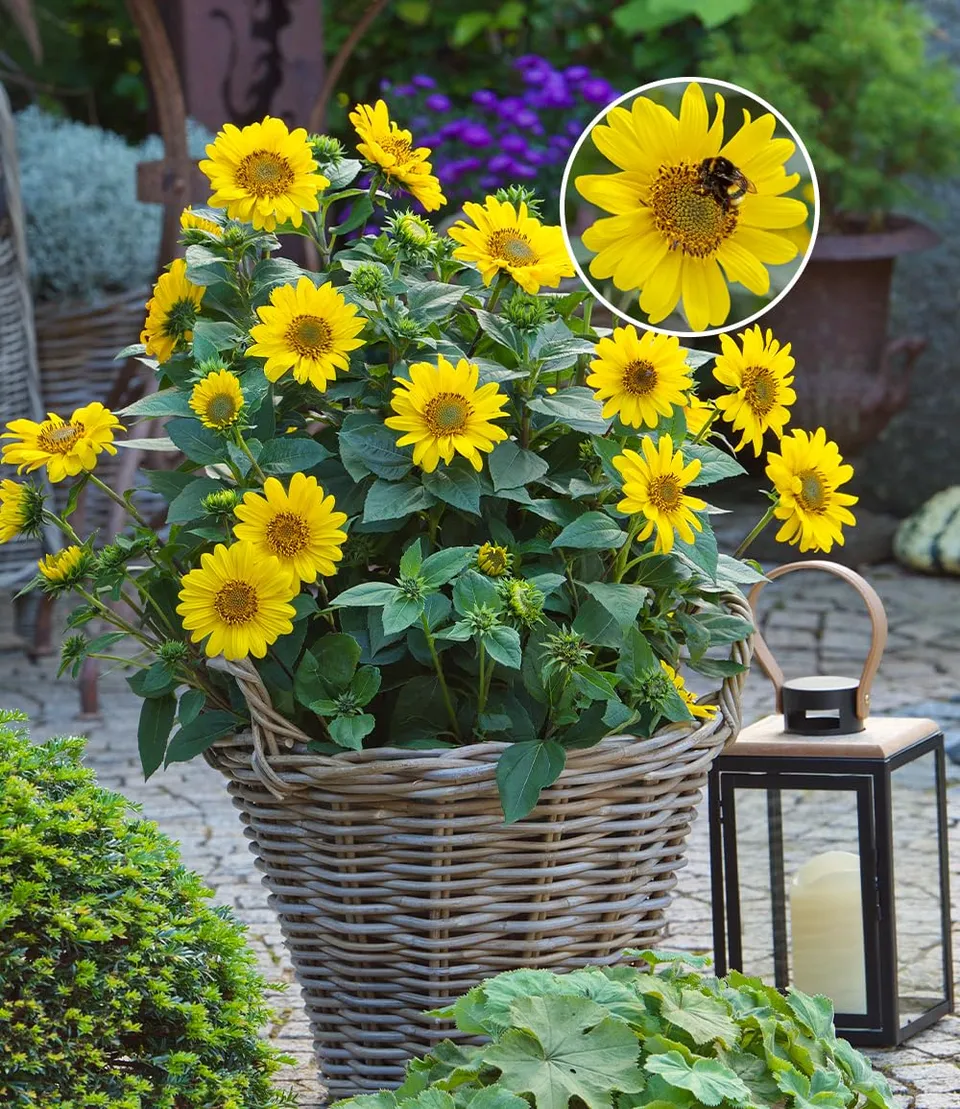 baldur-garten-2x-sonnenblume-suncatcher-winterhart-13-cm-topf image 1