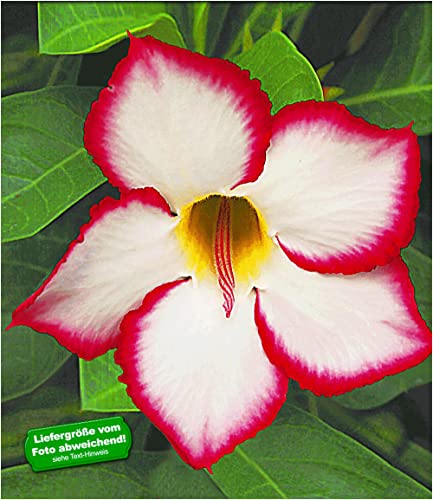 baldur-garten-w-stenrose-noble-concubine-im-10-5-cm-topf image 4