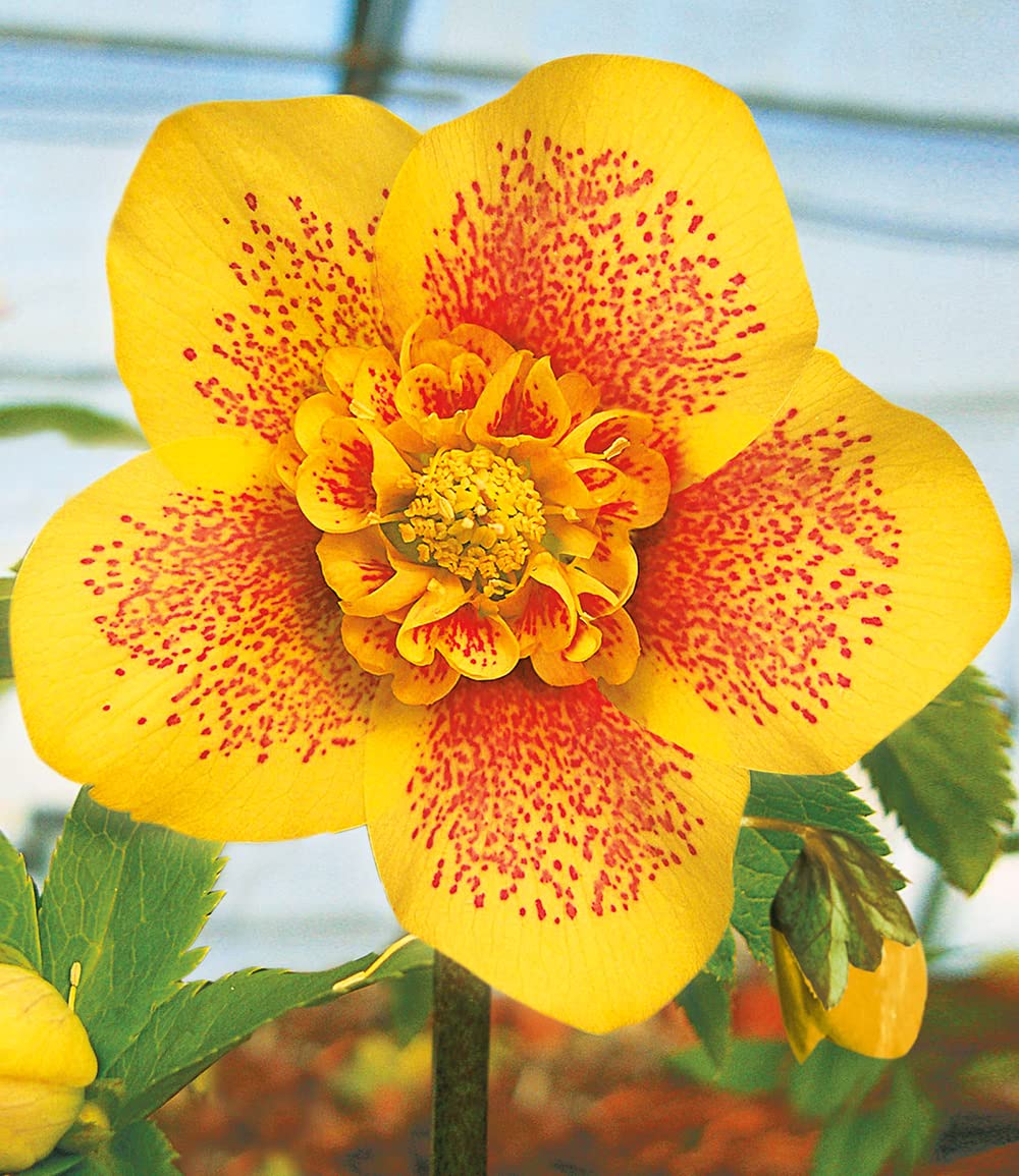 baldur-garten-gef-llte-christrosen-festival-mix-2er-set-9x9-cm-topf image 5