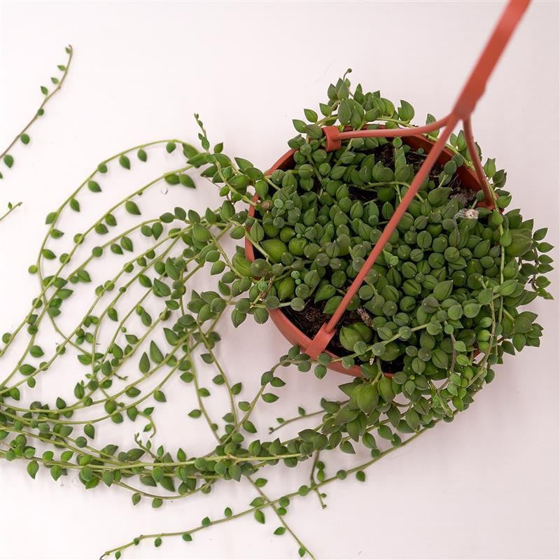 pasiora-senecio-herreianus-sukkulente-ampel-im-12cm-topf image 2