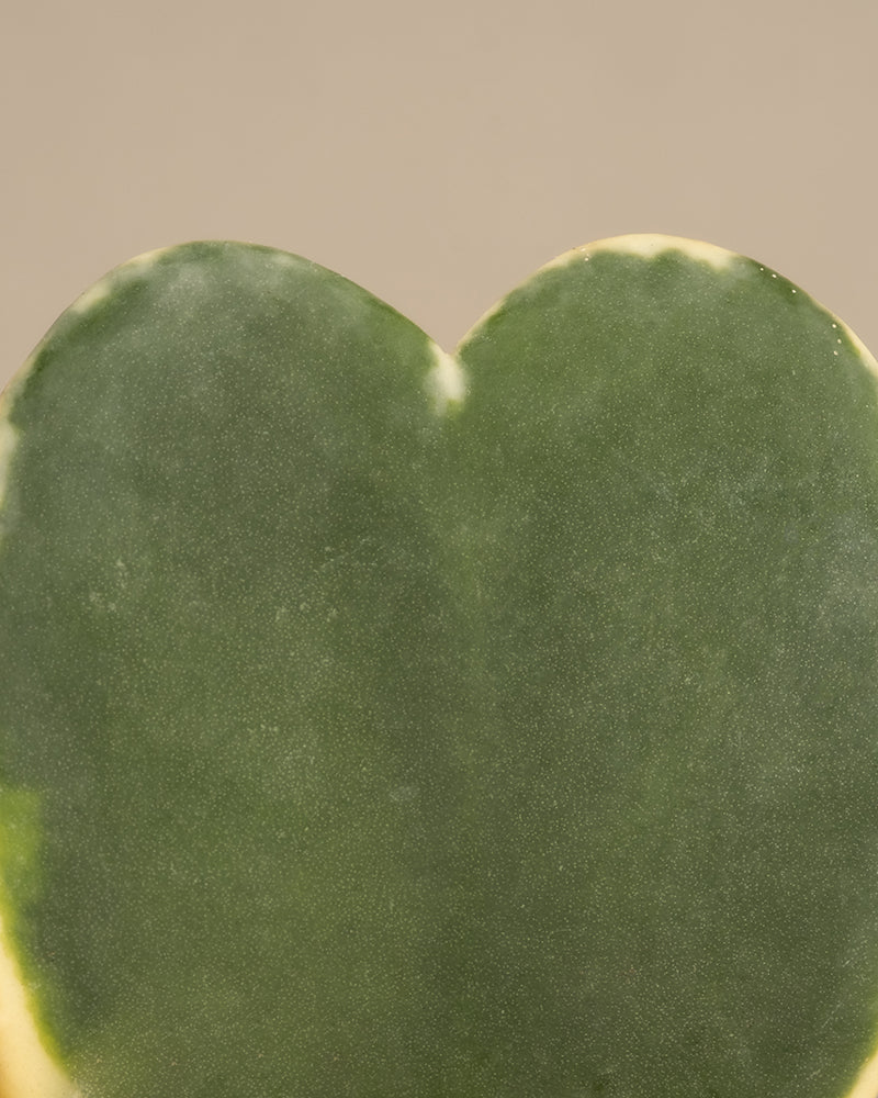 feey-herzblatt-trio-panaschiert-hoya-kerrii-variegata-3-babypflanzen image 8