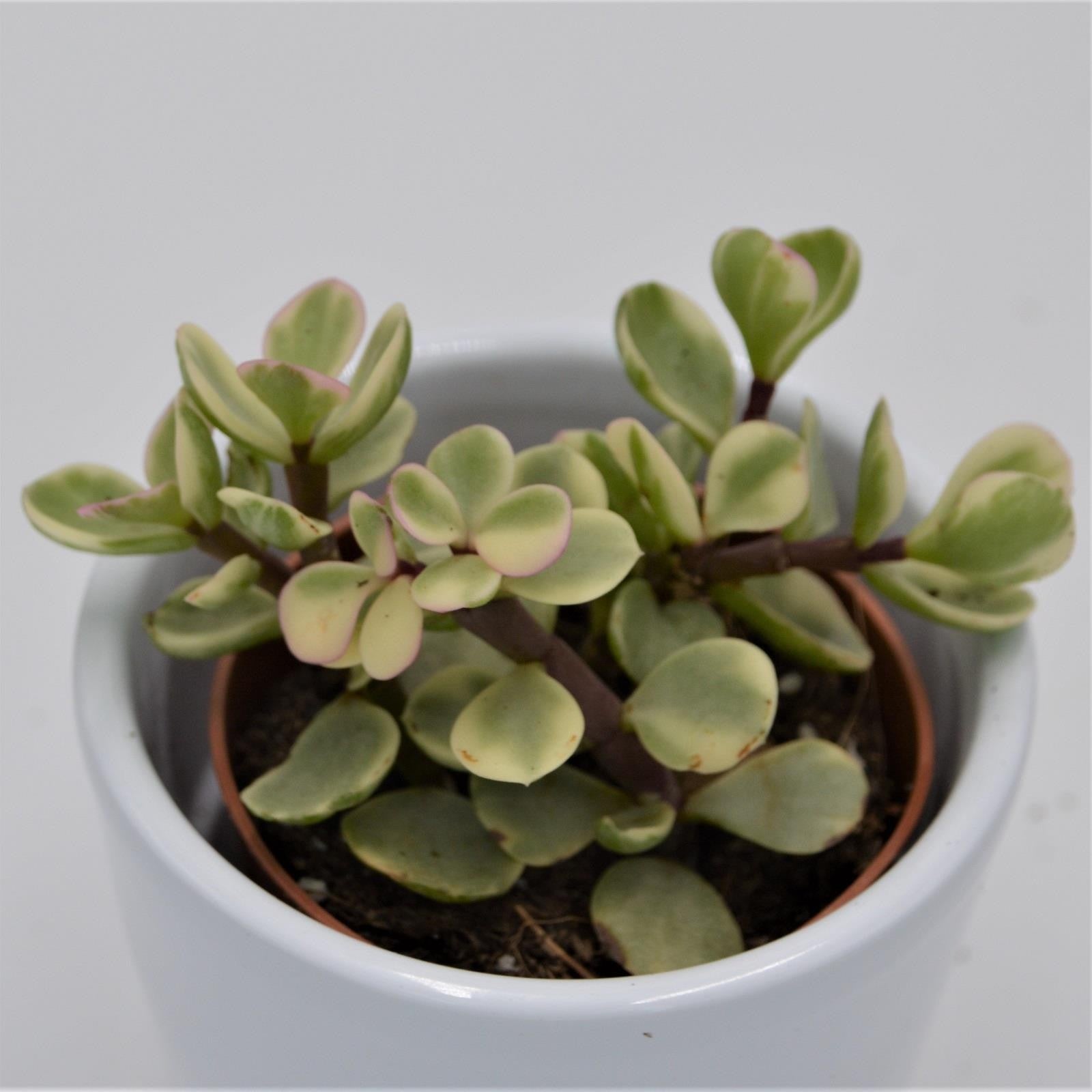 pasiora-portulacaria-afra-variegata-sukkulente-5-5cm image 1