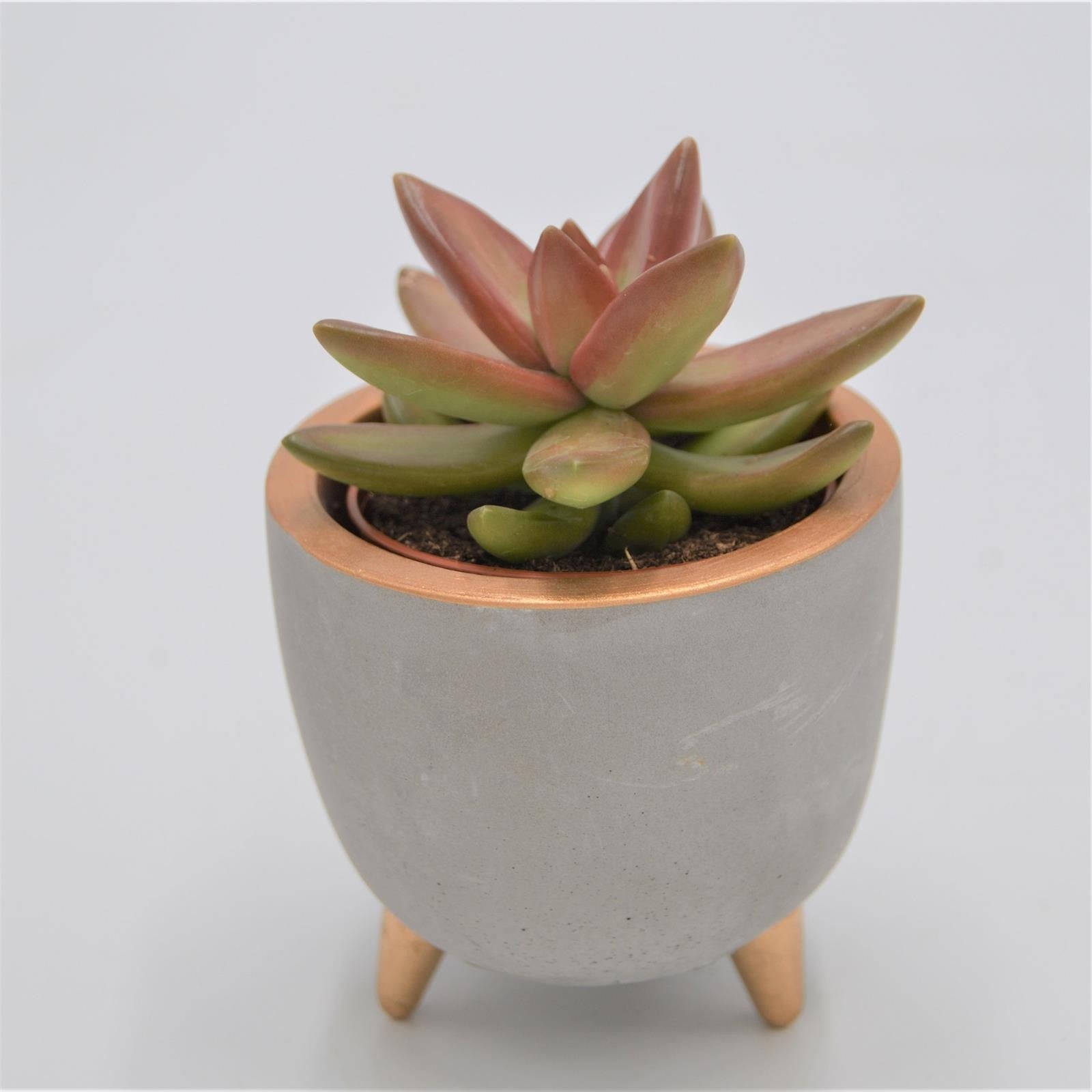 pasiora-beton-bertopf-emma-mit-f-en-und-gold-akzenten-f-r-6cm-sukkulenten image 3