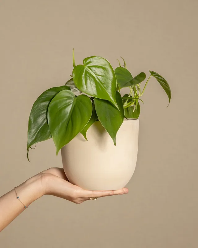 feey-philodendron-scandens-baumfreund-h-ngepflanze image 1