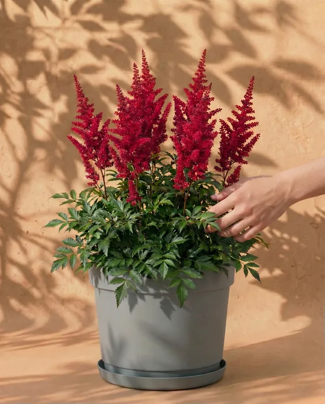 feey-astilbe-pink-spinell-rhizome-prachtspiere-bis-1-m image 1