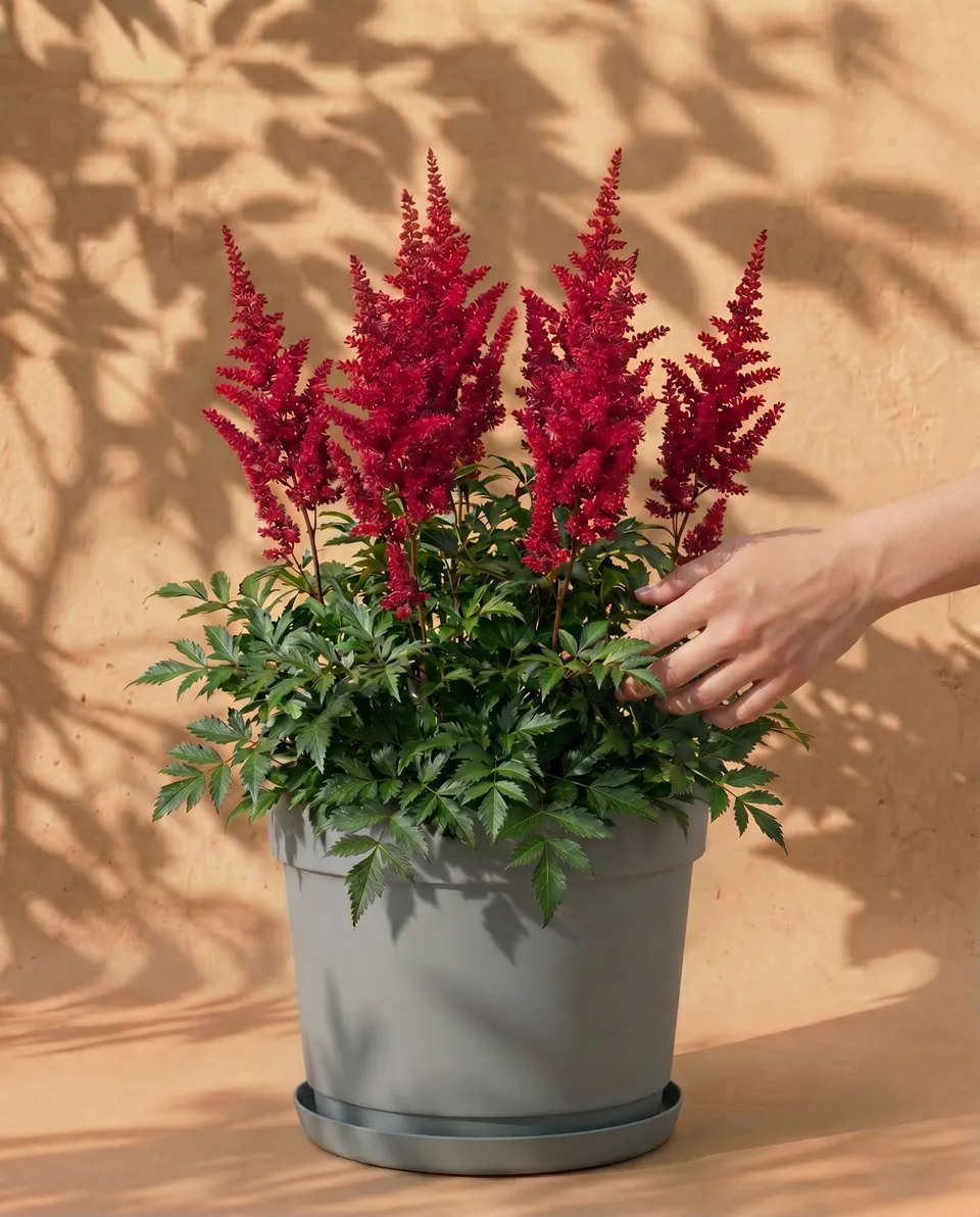 feey-astilbe-pink-spinell-rhizome-prachtspiere-bis-1-m image 1
