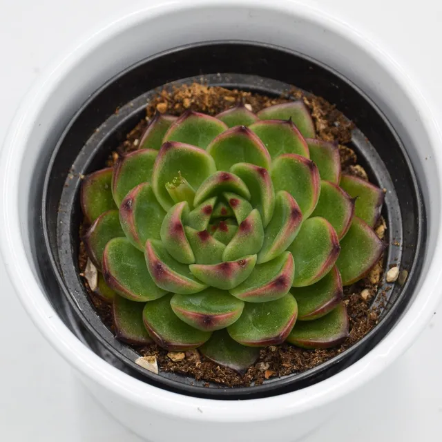 pasiora-echeveria-moon-stone-9cm image 1
