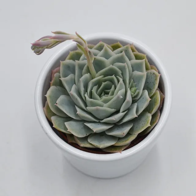 pasiora-echeveria-silent-moon-sukkulente-6cm-topf image 1