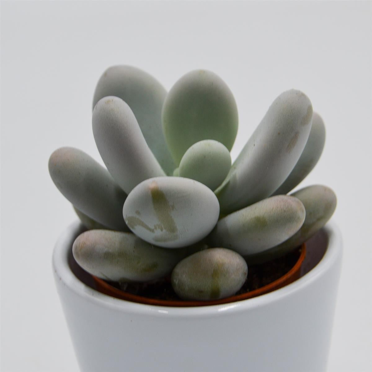 pasiora-pachyphytum-oviferum-sukkulente-6-cm-mini-topf image 2