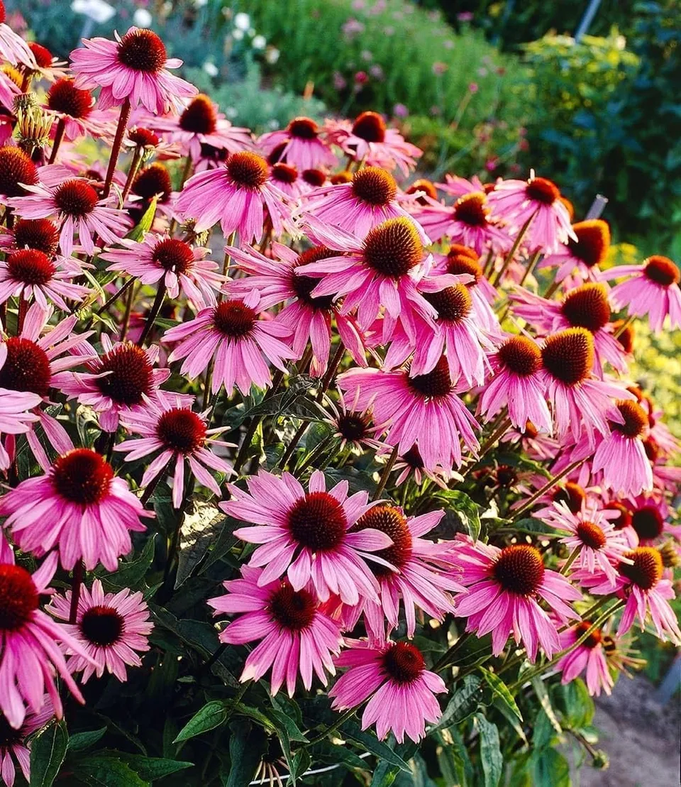 baldur-garten-3x-echinacea-purpurea-purpur-sonnenhut-9x9-cm-topf image 1