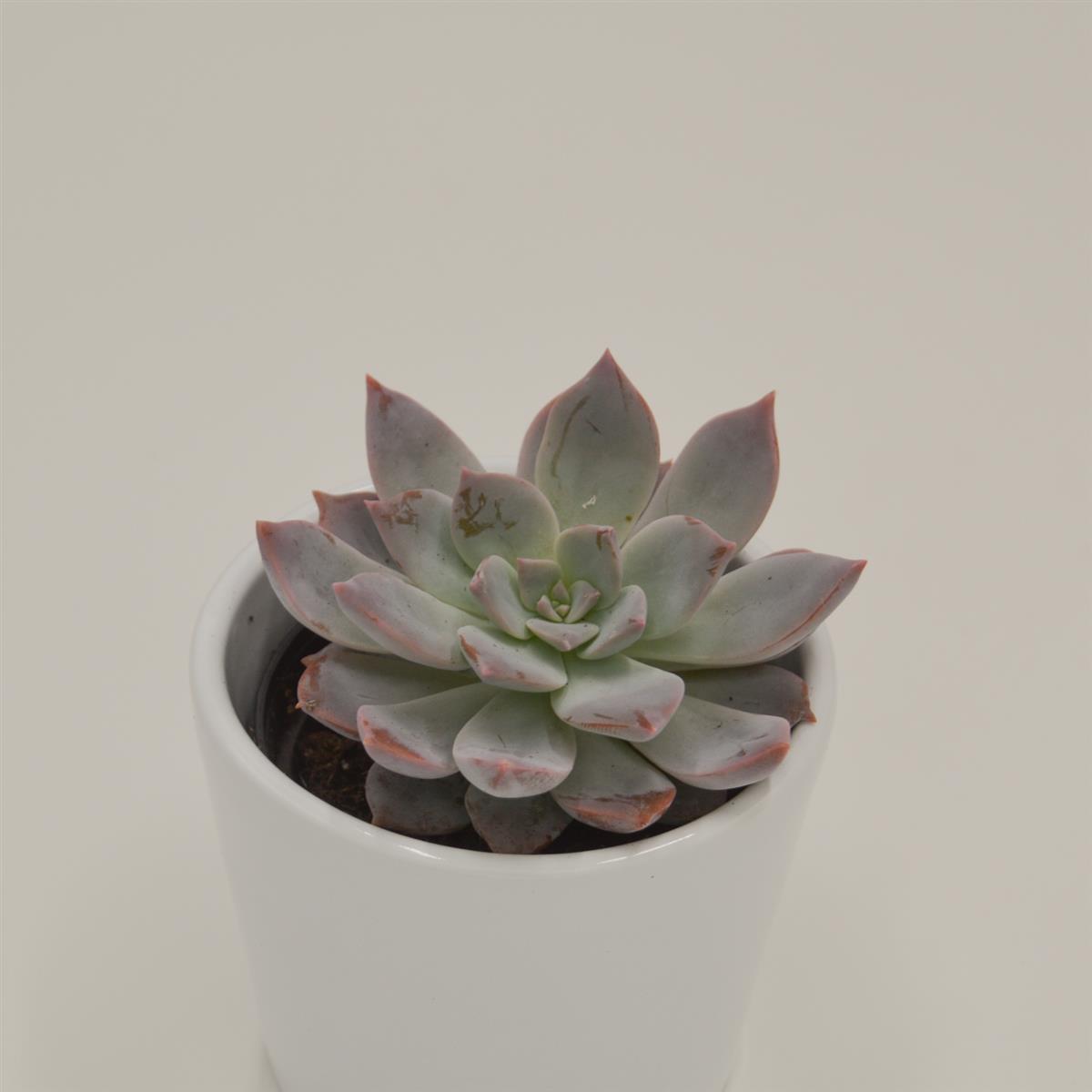 pasiora-x-graptoveria-milky-way-sukkulente-6cm-topf image 2