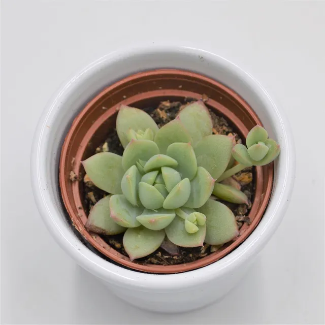 pasiora-graptopetalum-peron-sukkulente-6cm-topf image 1