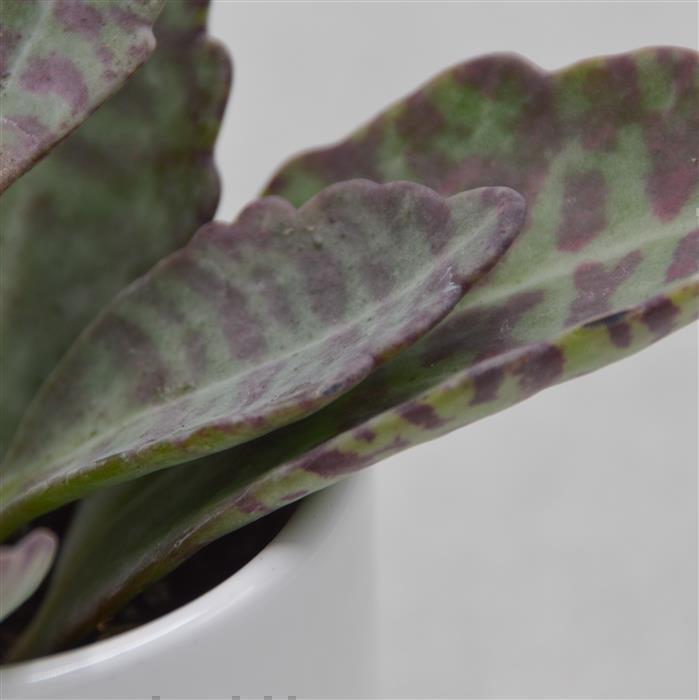 pasiora-kalanchoe-humilis-desert-surprise-sukkulente-6cm image 2