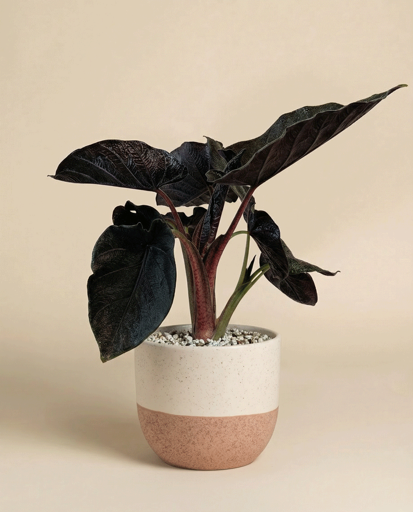 feey-alocasia-antoro-velvet-zimmerpflanze image 4