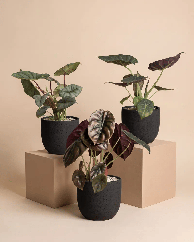 feey-alocasia-trio-red-secret-shields-silver-nebula image 5