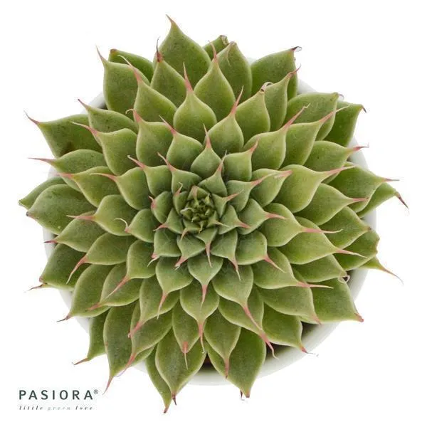 pasiora-graptopetalum-filiferum-sukkulente-im-6cm-topf image 1