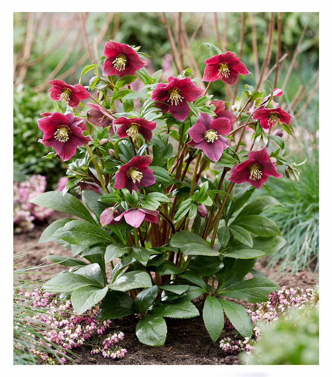 baldur-garten-christrose-viv-victoria-helleborus-pflanze-im-9x9-cm-topf image 1